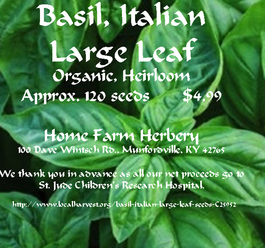 Basil, Italian Large Leaf seeds (Heirloom/NonHybrid/NonGMO) for sale