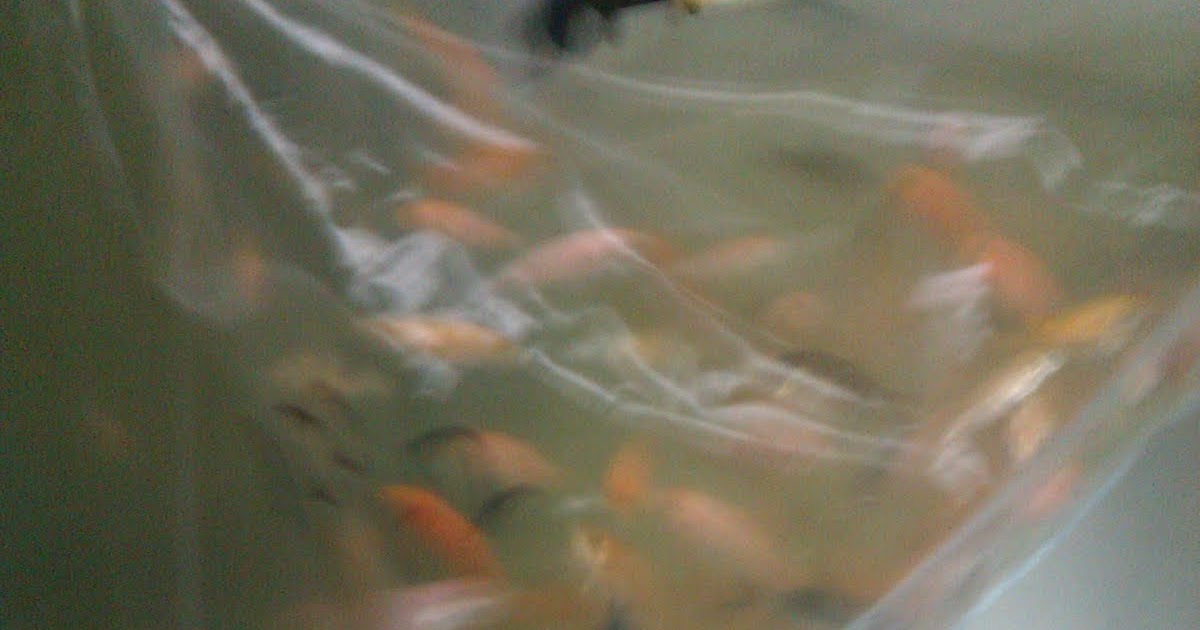 guide to growing koi fry Guide to growing koi fry from 68 weeks old