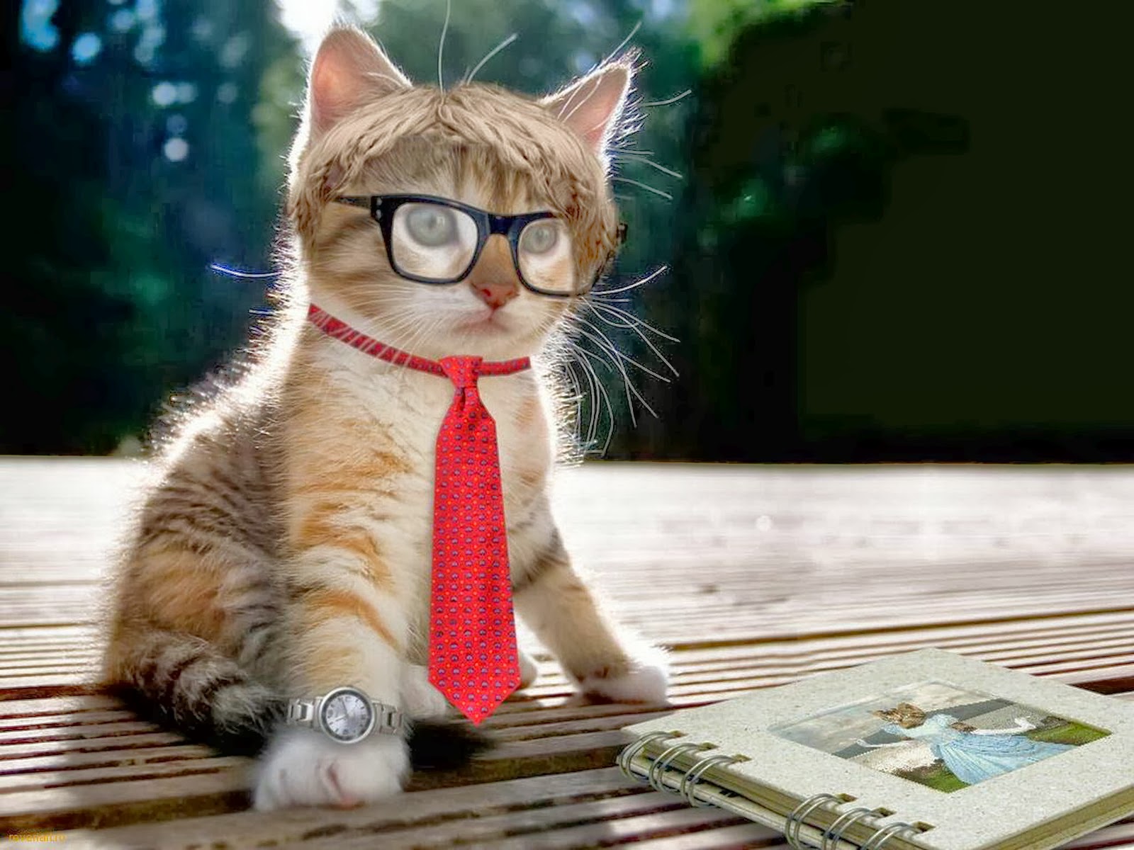 fondos hd: Fondo de Pantalla Animales gato con gafas