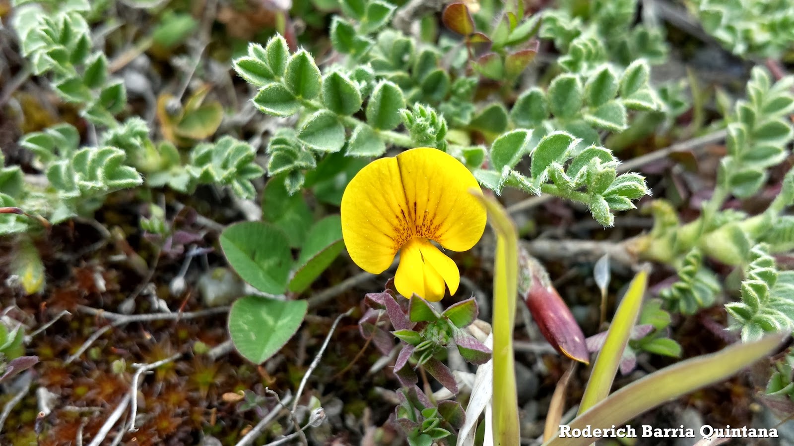 Flora Silvestre de la Patagonia (Wild flora of Patagonia)