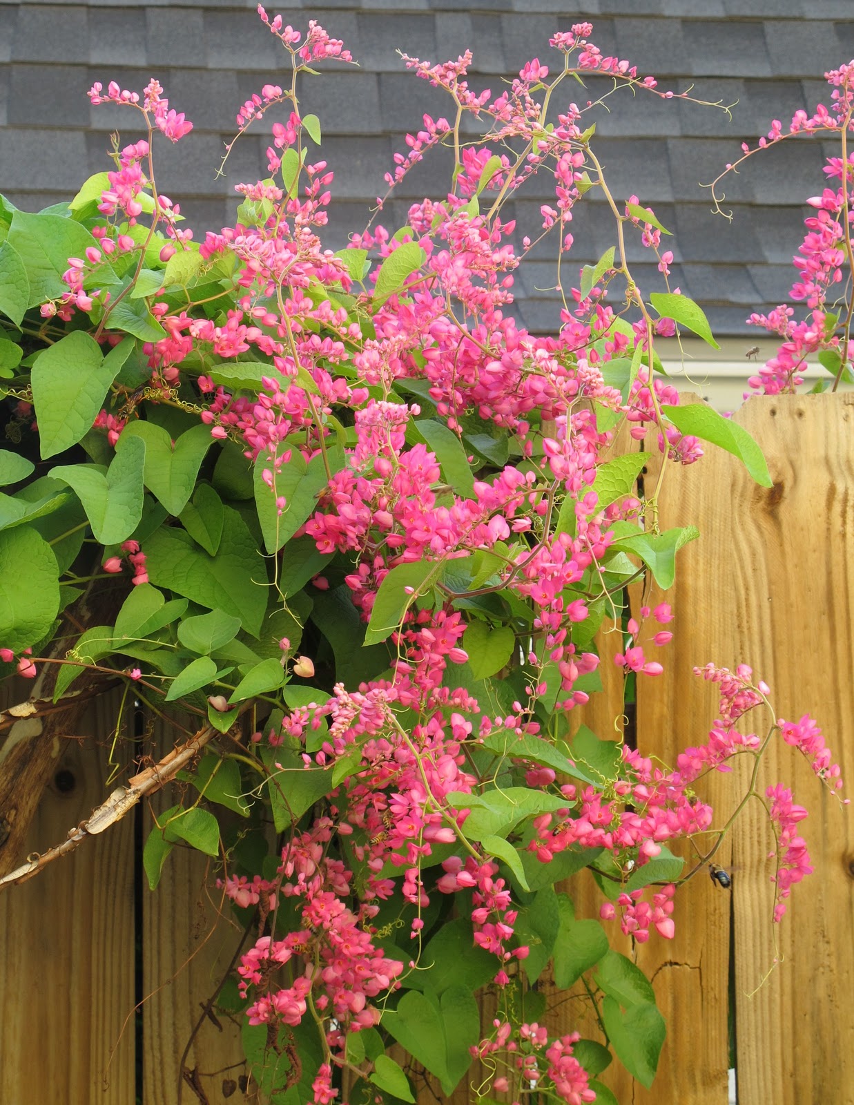 coral vine houston