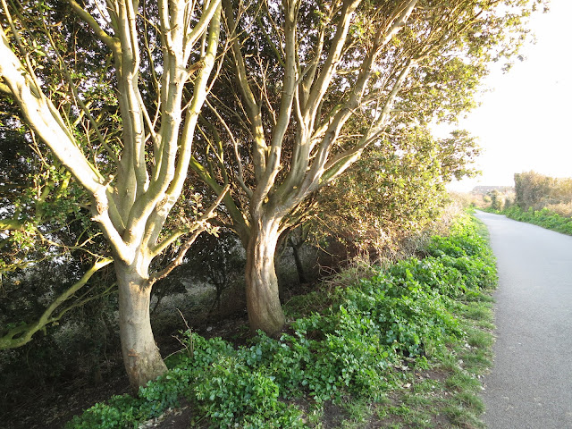 Holm Oak Trees (Quercus Ilex) beside path with young alexanders at their feet.