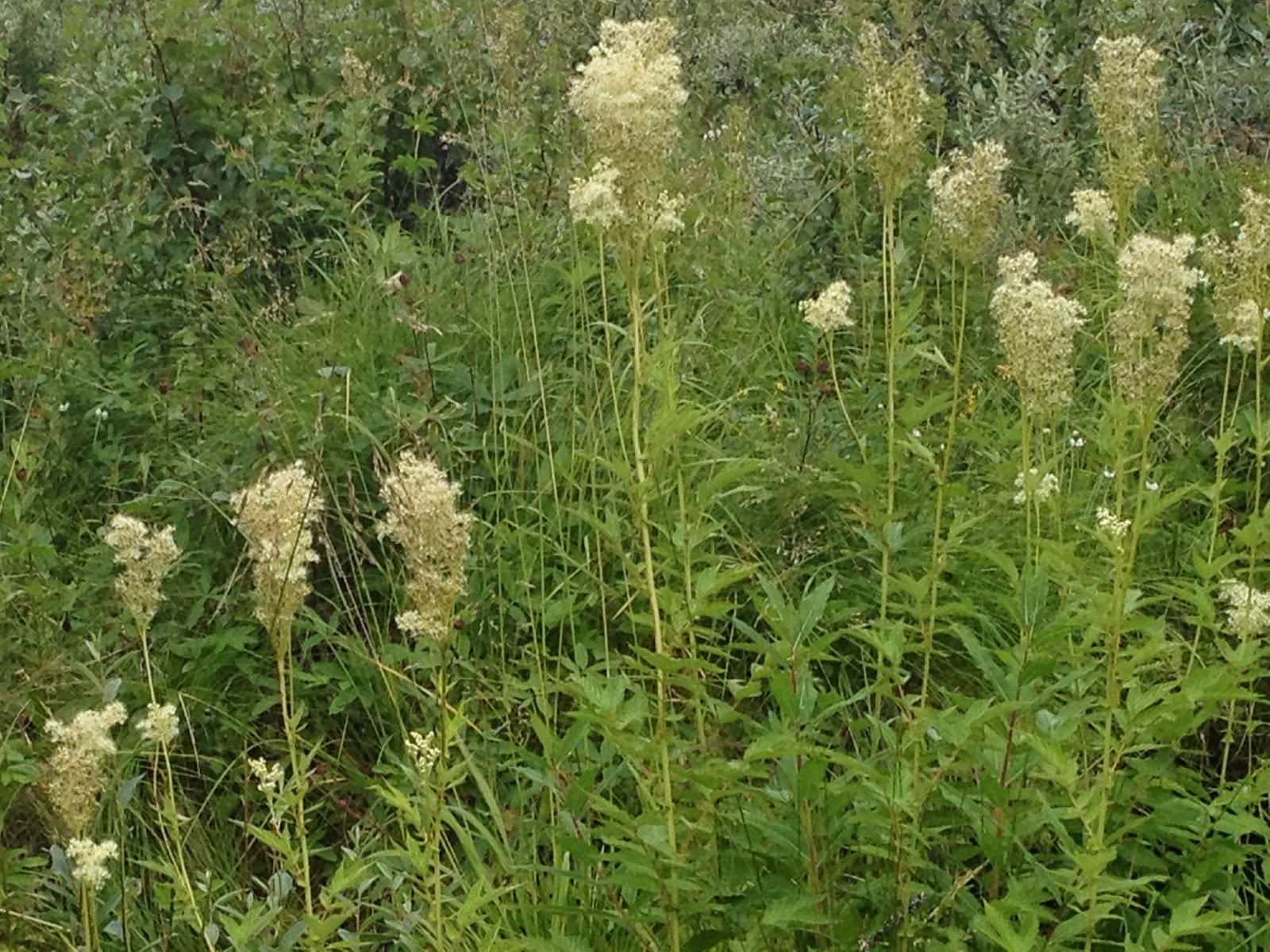 dejtingsajt för under 18 juli