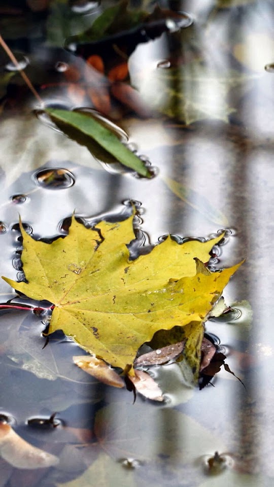 Yellow Maple Leaf On Water Android Wallpaper