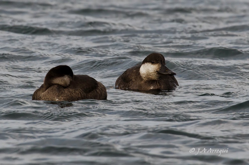 Negrón común, Melanitta nigra, Common Scoter Negrón común, Melanitta nigra, Common Scoter