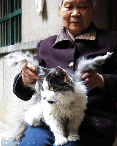 gambar kucing bersayap china gambar kucing bersayap china