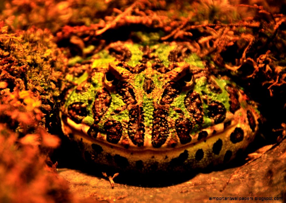 Ornate Horned Frog by AndySerrano on DeviantArt Ornate Horned Frog by AndySerrano on DeviantArt