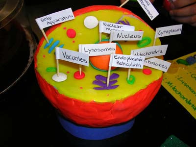 animal cell project