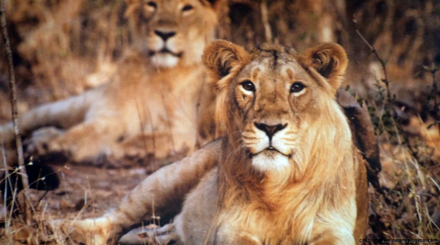 Asiatic Lion Asiatic Lion