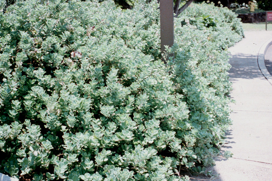 Hawaii Horticulture Hawaiian Plants as Hedges