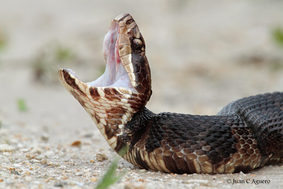 juanKaphotos Cottonmouth / Water Moccasin (Agkistrodon piscivorus)