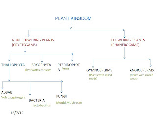 Classification Of Flowers Chart