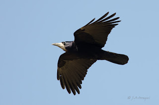 Graja, Corvus frugilegus, Rook