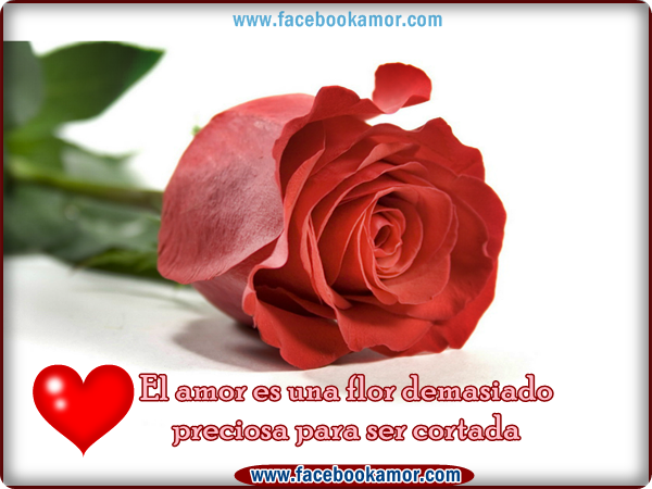 ROSAS....PARA TI.... Flores+de+rosas+rojas+con+frases+de+amor+para+facebook