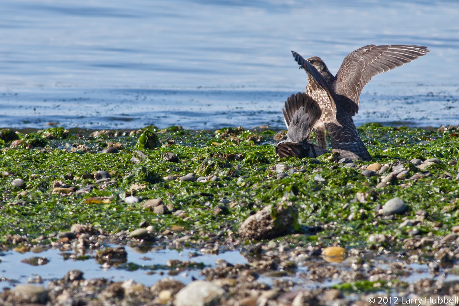 Union Bay Watch : The Fastest Birds on Earth