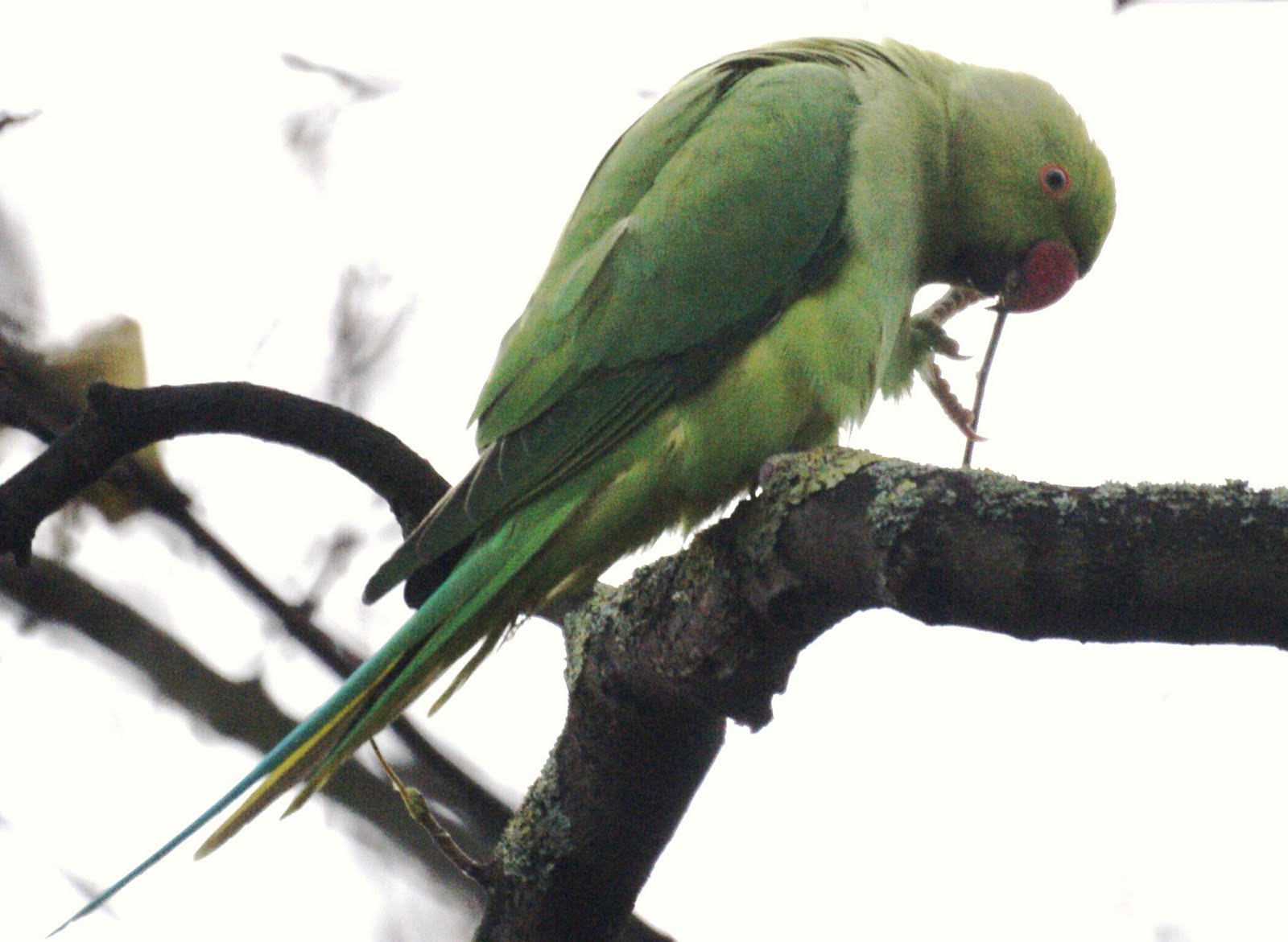 We Bird North Wales Parrot palate