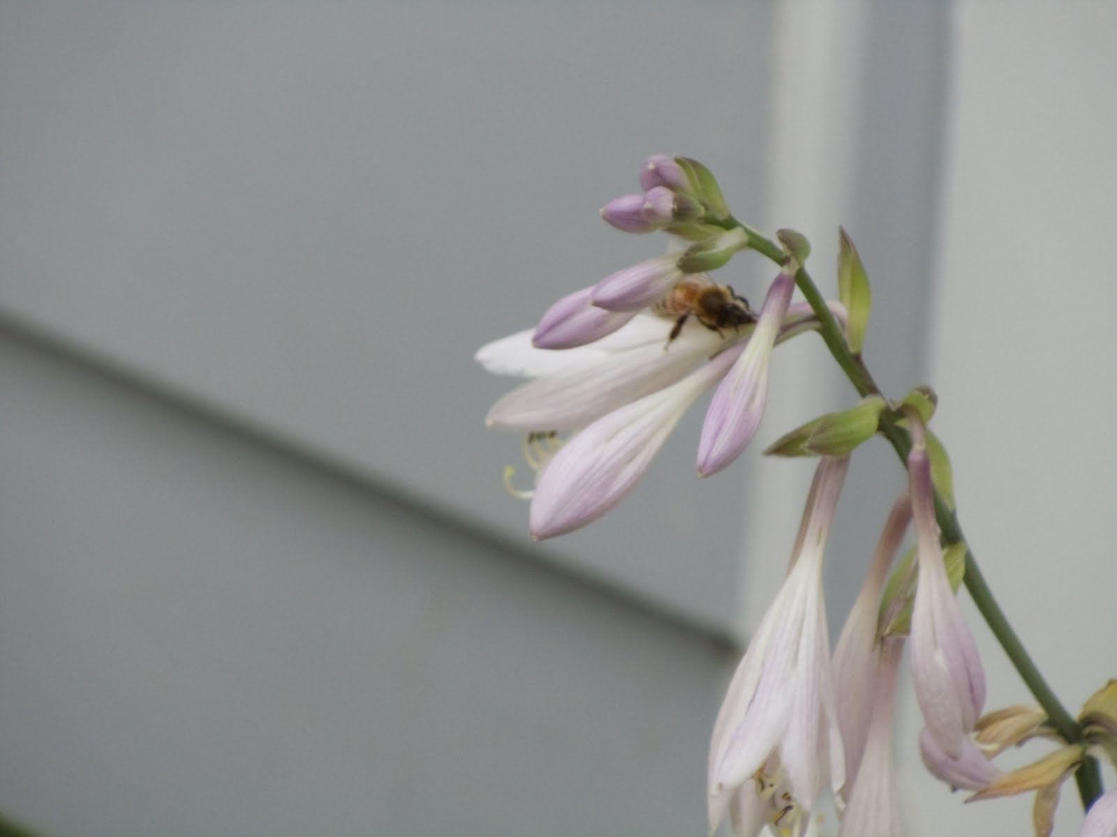 3 Segmented Body Insect