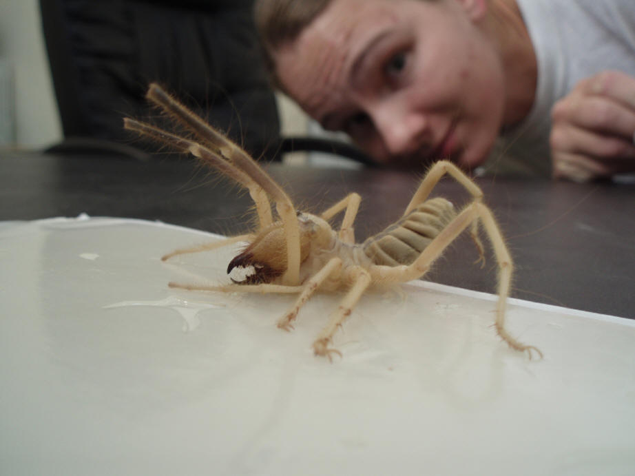 Black Camel Spider