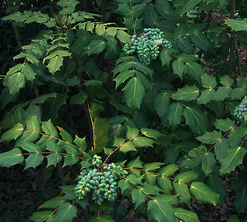 Mahonia Flowers Stock Photos Mahonia Flowers Stock Images Alamy