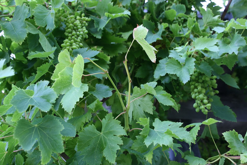 design Plants That Thrive in a Mediterranean Climate