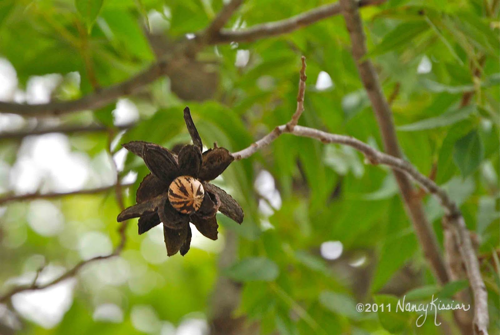 Wild About Texas The Last Pecan