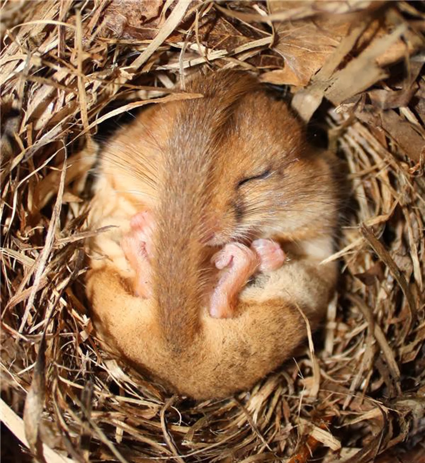 Straitgate Action Group Dormice are sleeping