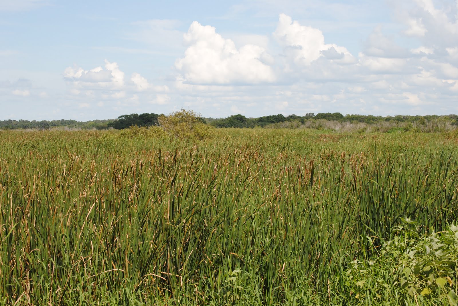 Field Notes and Photos July 2011