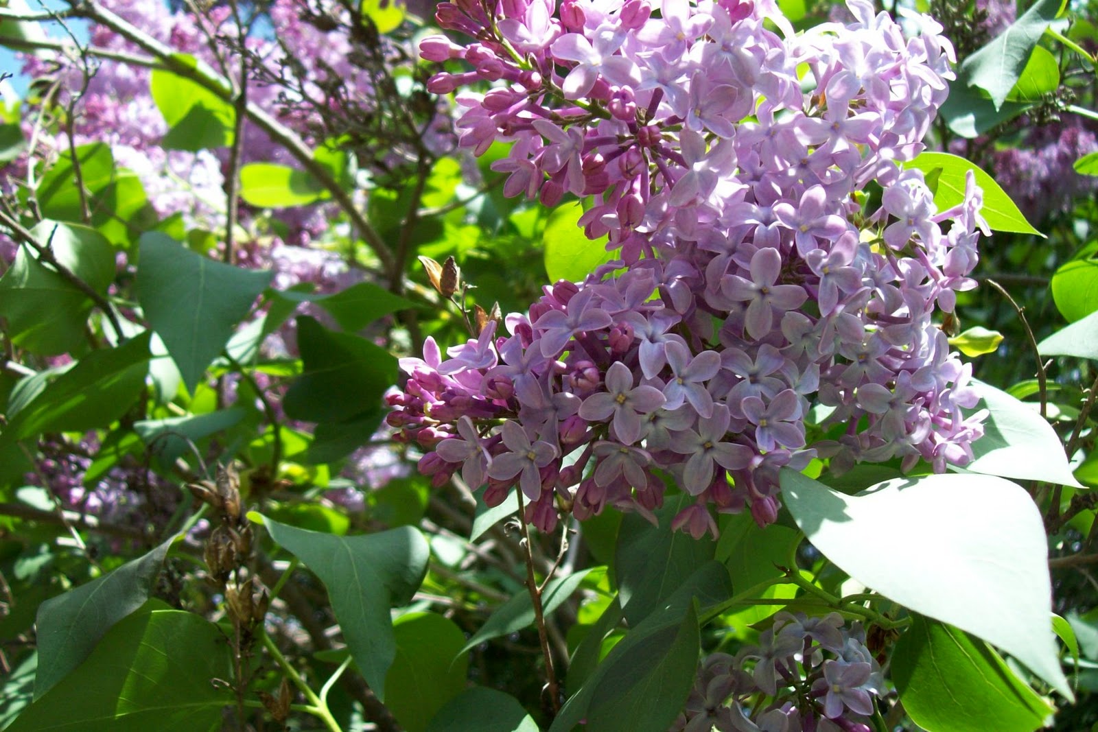 Life in a Deer Yard PURPLE LILACS' FOREVER MORE!!