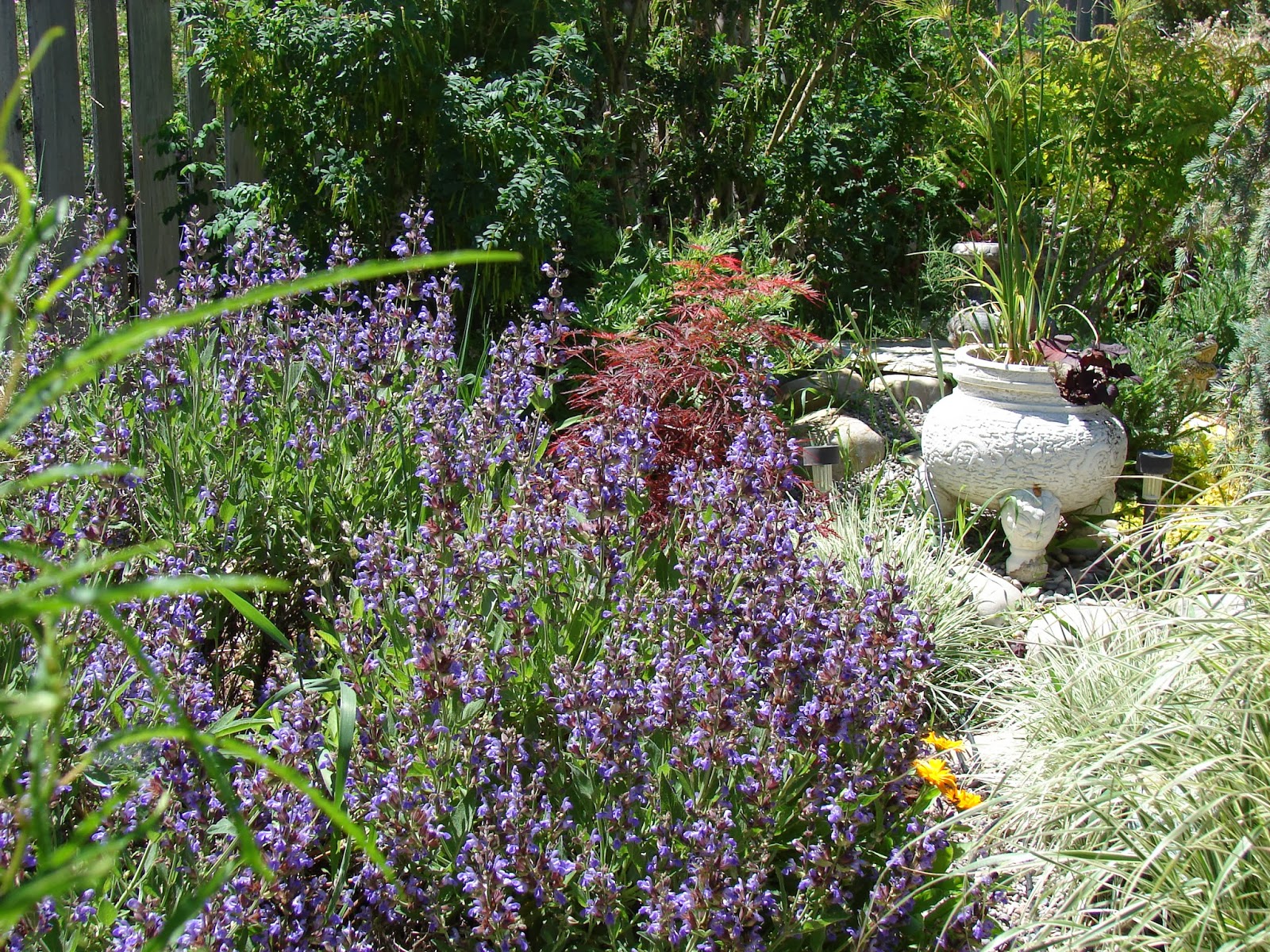 My Pond Sage in bloom