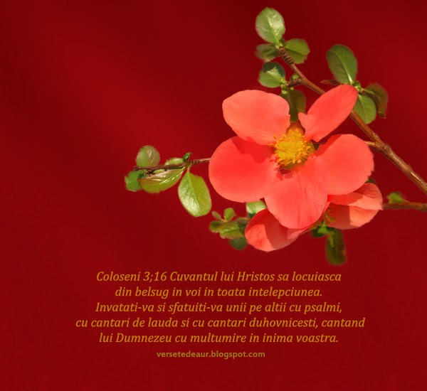 Psalmul Este O Bucurie A Libertatii Un Strigat De Bucurie O Tresaltare De Veselie Prea Tarziu Te Am Iubit