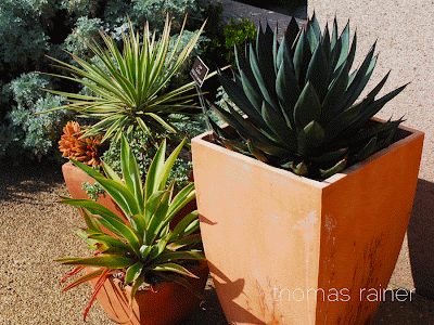 grounded design by Thomas Rainer: Fabulous Succulent Pots