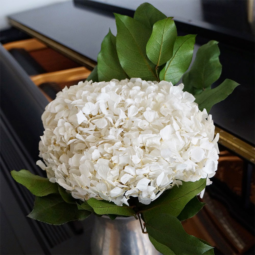 Hydrangea Integrifolia Care And Culture Travaldo S Blog