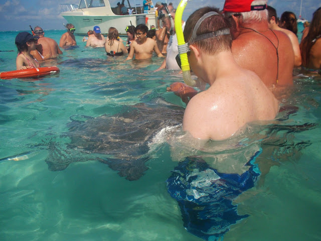 feeding a stingray stingray city