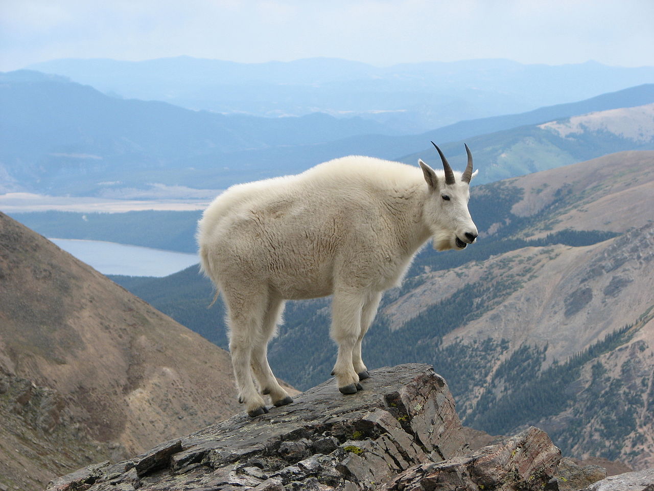 Follow the Piper: ROCKY MOUNTAIN GOATS