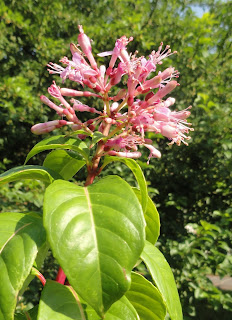 Fuchsia arborescens Botanischer