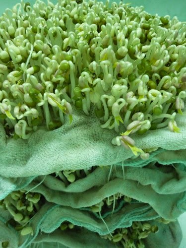 Cách ngâm giá đỗ 1 Cách ngâm giá đỗ 1