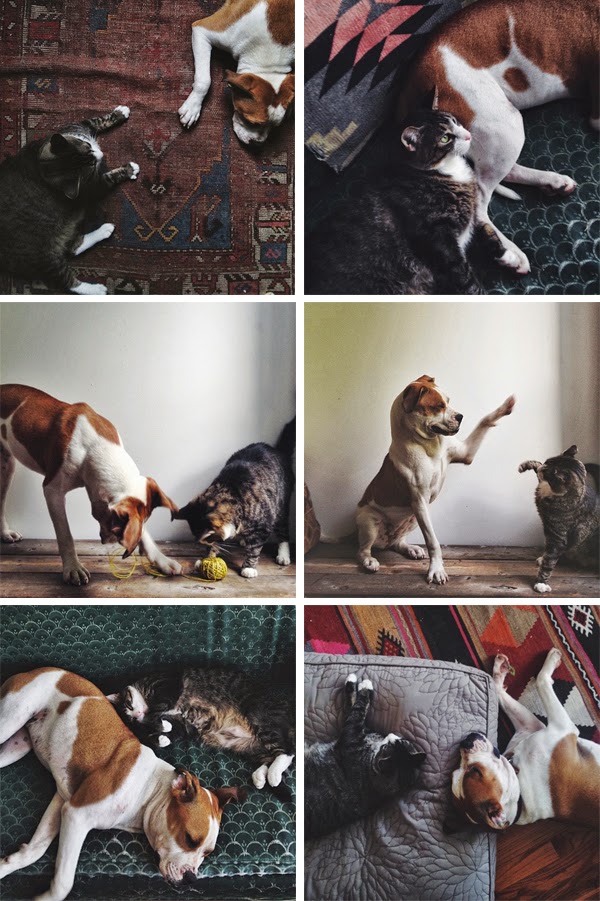 Monday Meow: Beautiful cat and dog photos from Ariele Alasko's Instagram feed