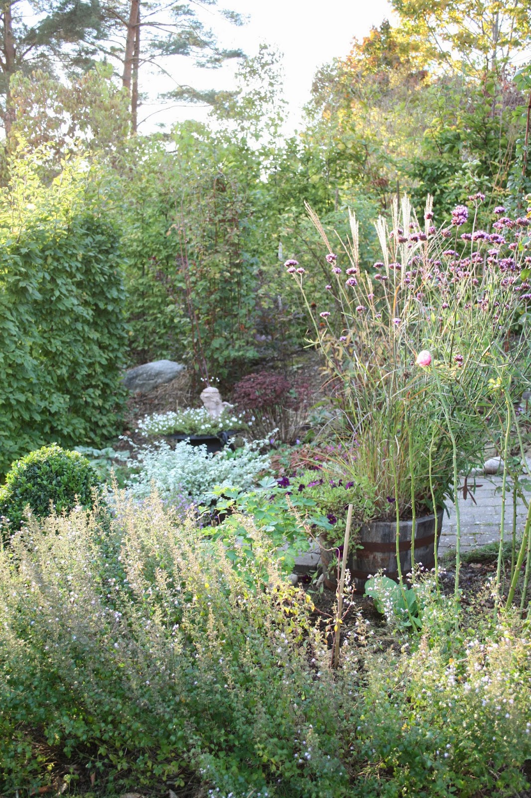 jätteverbena Verbena bonariensis