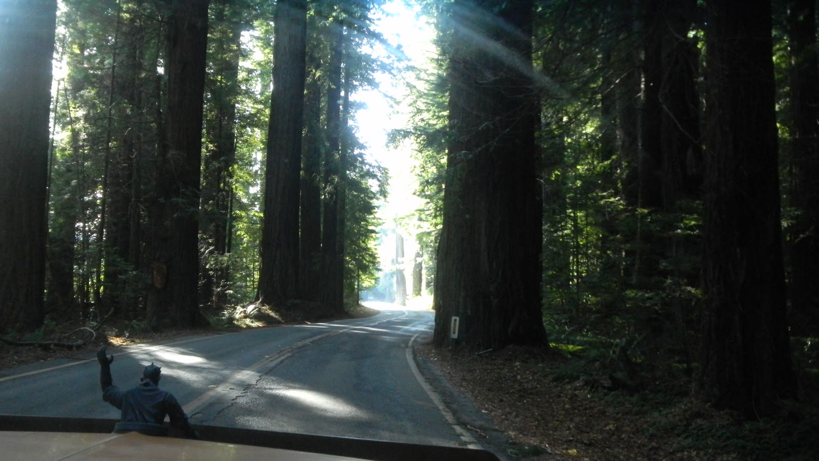 THE ROAD TAKEN Avenue of the Giants Humboldt Redwoods State Park