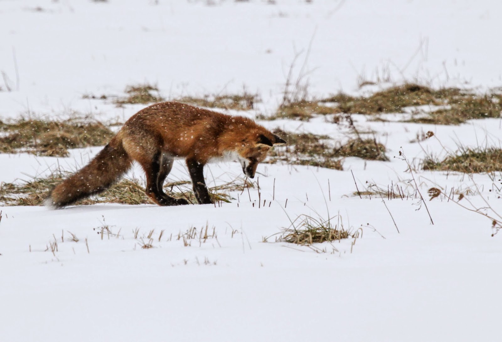Gale's Photo and Birding Blog Red Fox in Action