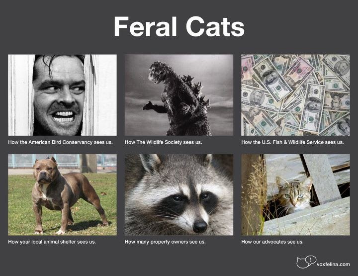plenty of pitbulls Feral cats and dangerous dogs