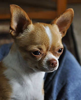 Hepzibah Three Cheers For Chihuahua