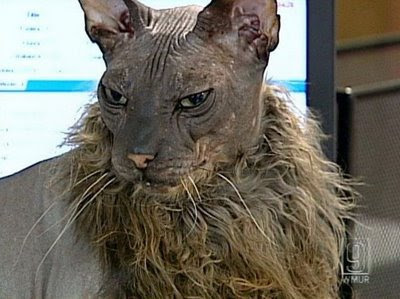 Kucing Hodoh