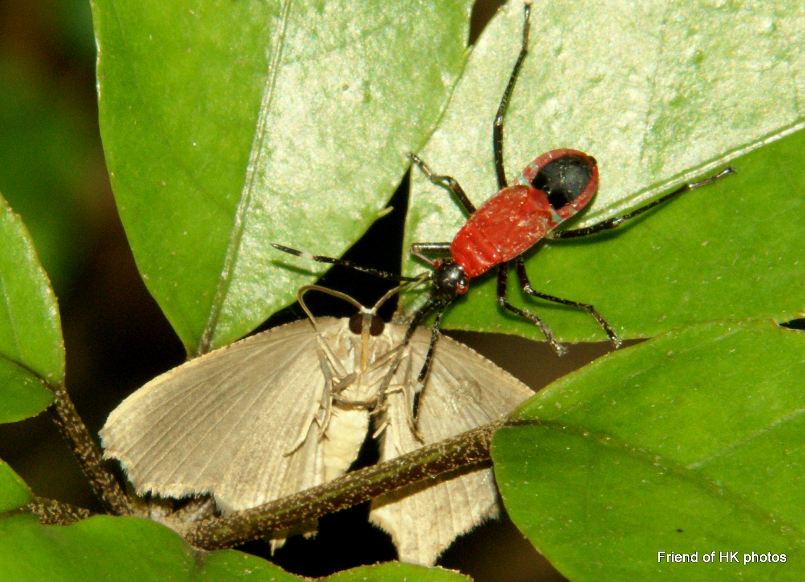 Photographic Wildlife Stories in UK/Hong Kong Insects Are Everywhere