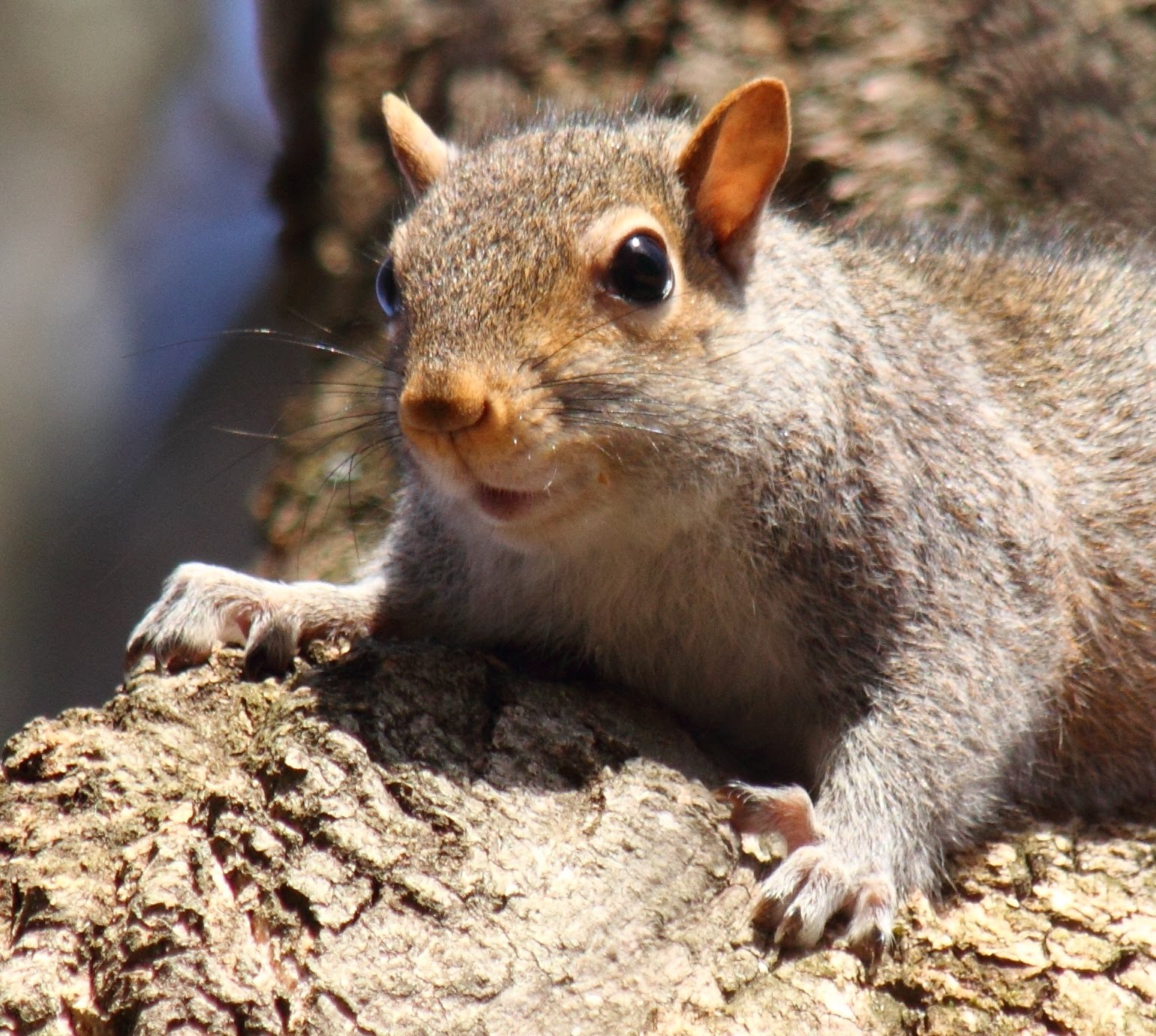 Virginia Life I Startled A Squirrel