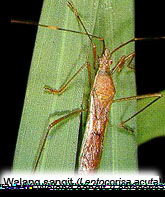 Baharuddin Blog Hemiptera