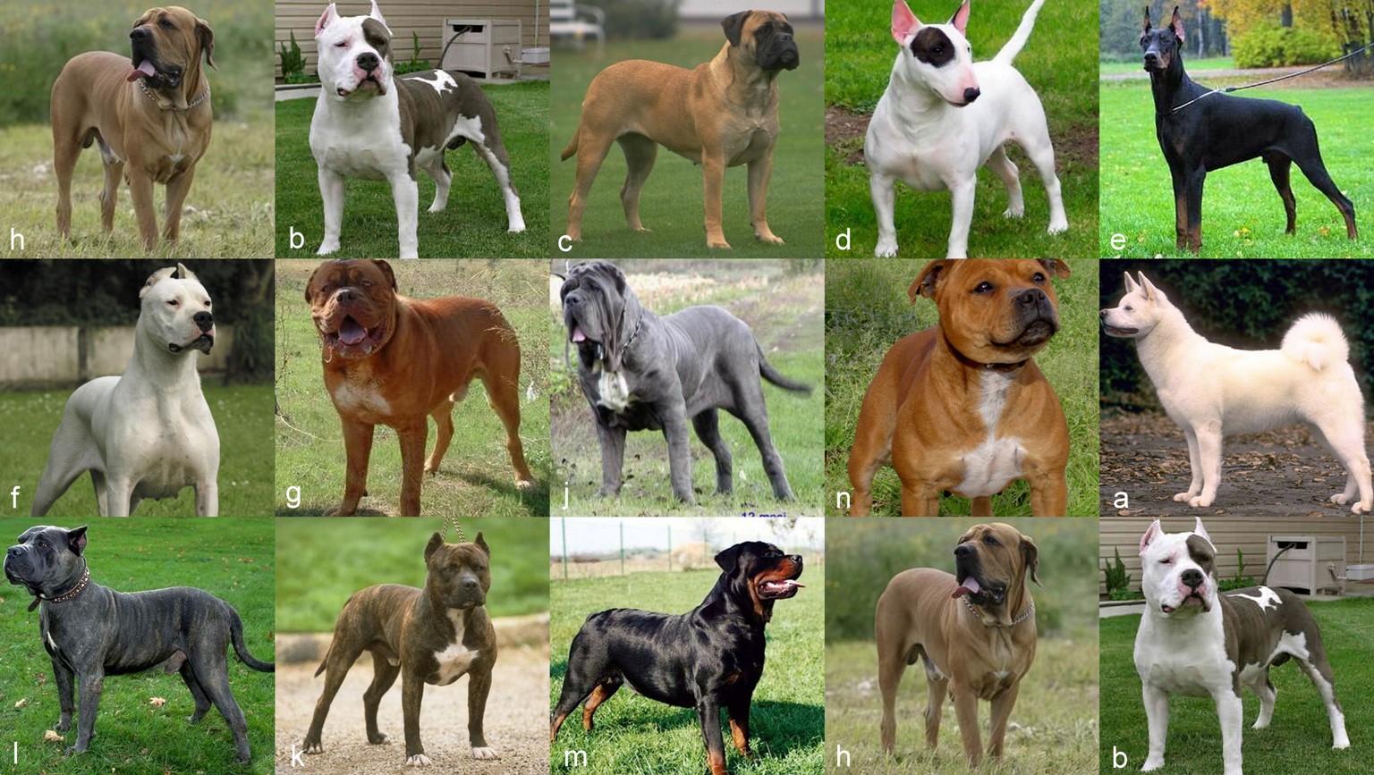 dangerous dog images with names