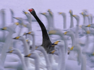 su-keren-black-swan-among-white-swans-hokkaido-japan.jpg