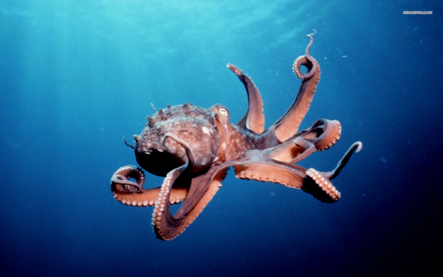 Sea Animals Octopus Sea Animals Octopus
