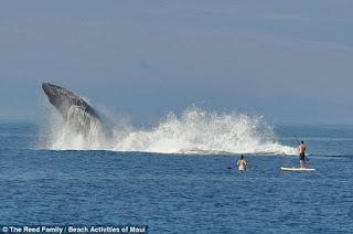 A Giant Humpback Whale